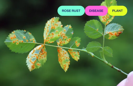 Image classification in agriculture